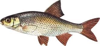 gar-1.jpg